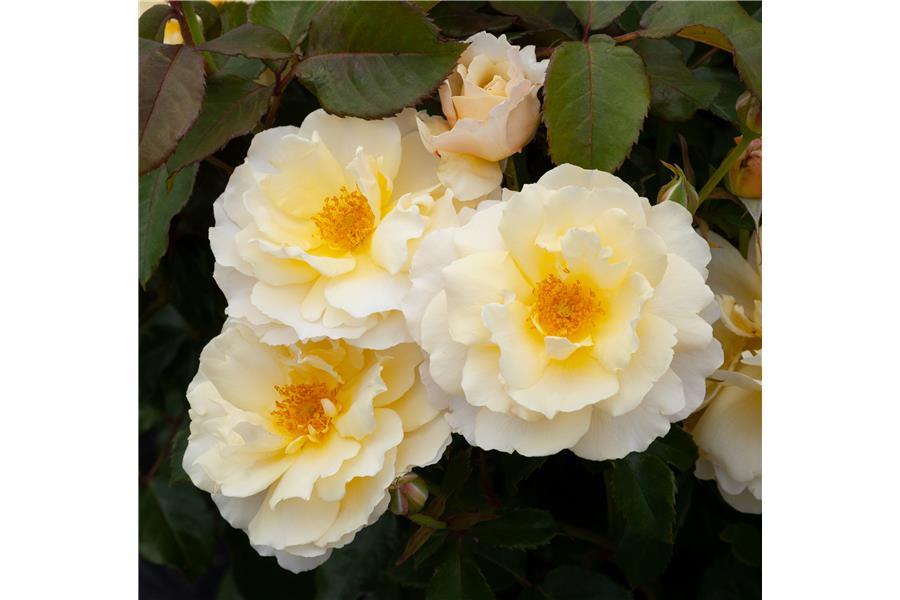 FLORIBUNDA